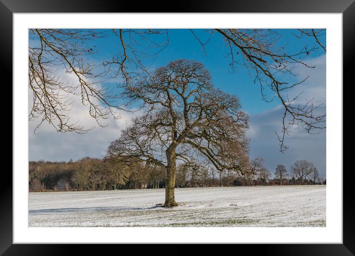 WOW - Winter Oak at Wycliffe Framed Mounted Print by Richard Laidler