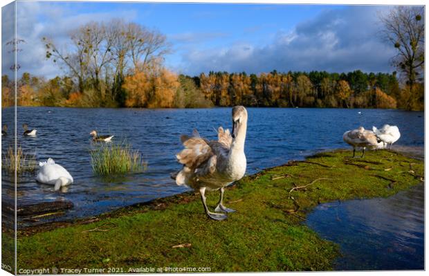 Swan Lake at Frampton on Severn Canvas Print by Tracey Turner