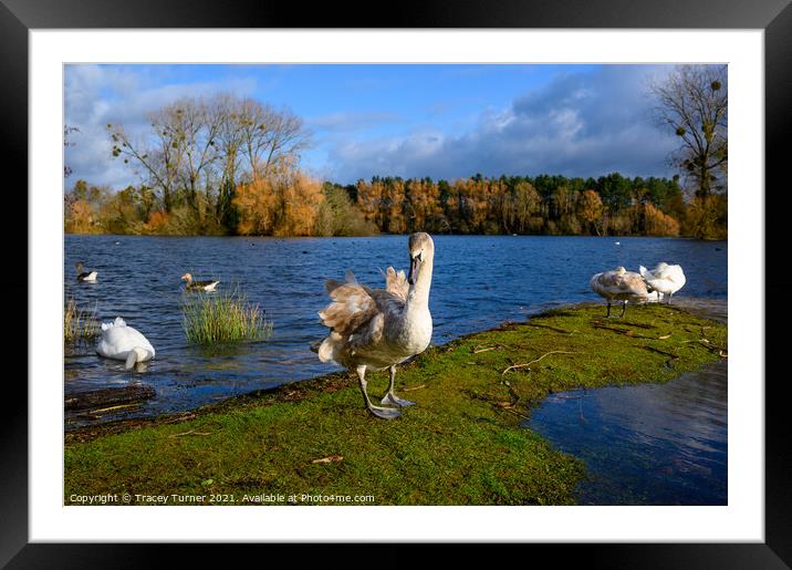 Swan Lake at Frampton on Severn Framed Mounted Print by Tracey Turner
