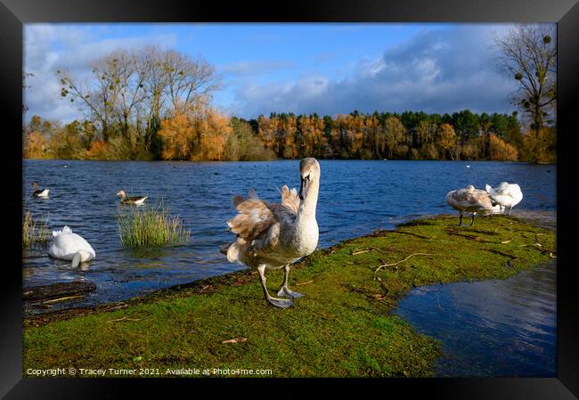 Swan Lake at Frampton on Severn Framed Print by Tracey Turner