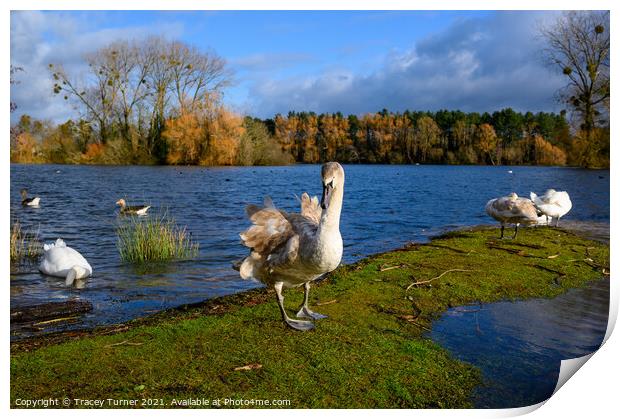 Swan Lake at Frampton on Severn Print by Tracey Turner