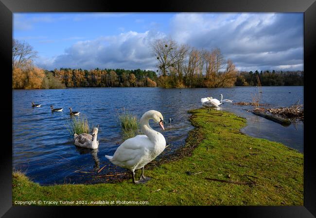 Graceful Gliding Swans Framed Print by Tracey Turner