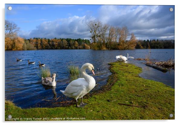 Graceful Gliding Swans Acrylic by Tracey Turner