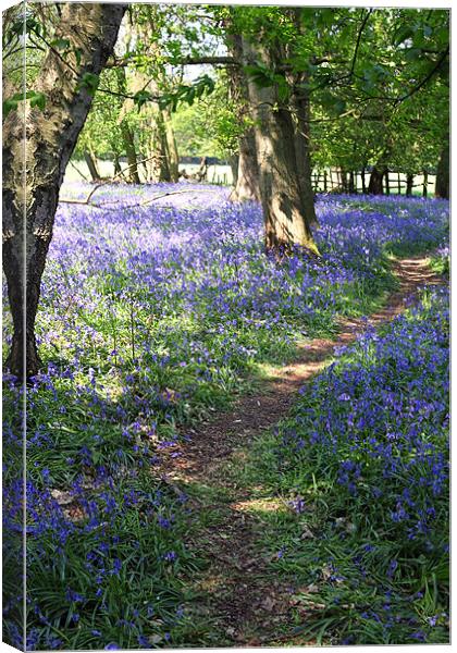 bluebell forest in england Canvas Print by milena boeva