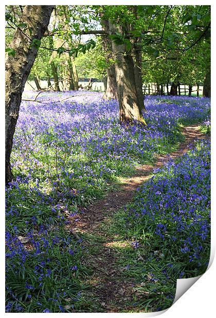 bluebell forest in england Print by milena boeva
