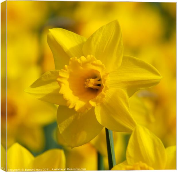 Daffodil Macro Canvas Print by Bernard Rose Photography