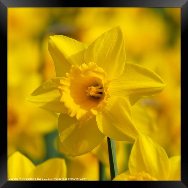 Daffodil Macro Framed Print by Bernard Rose Photography
