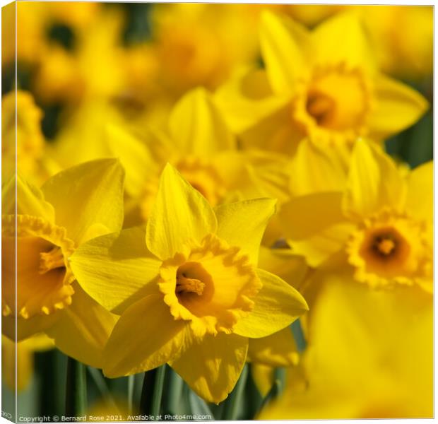 Daffodils Canvas Print by Bernard Rose Photography