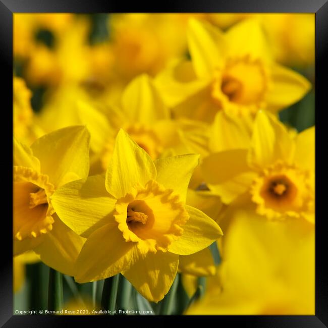 Daffodils Framed Print by Bernard Rose Photography