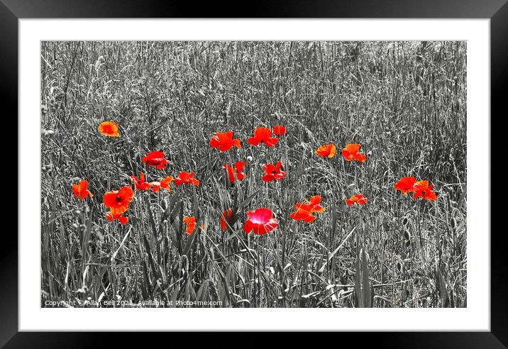 Red Poppies on Black and White Framed Mounted Print by Allan Bell