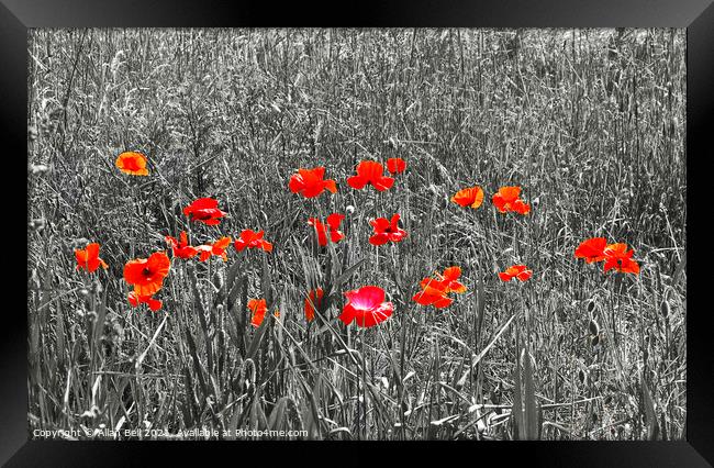 Red Poppies on Black and White Framed Print by Allan Bell