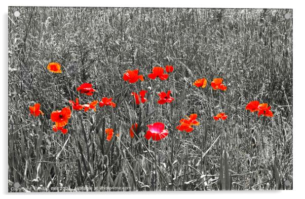 Red Poppies on Black and White Acrylic by Allan Bell