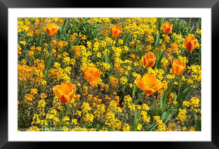 Orange Tulips and Yellow Flower Display Framed Mounted Print by Allan Bell