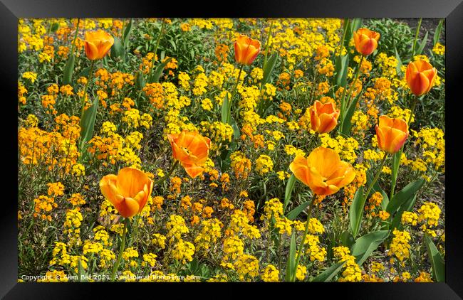 Orange Tulips and Yellow Flower Display Framed Print by Allan Bell
