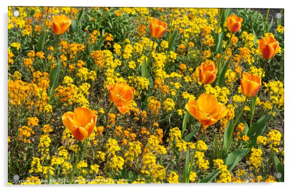Orange Tulips and Yellow Flower Display Acrylic by Allan Bell