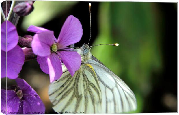 Green veined white Canvas Print by Colin Chipp