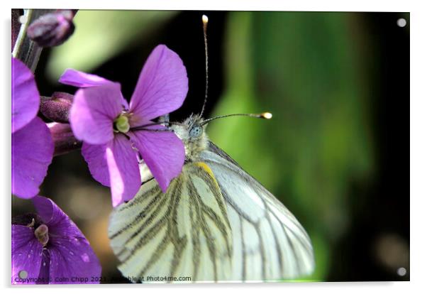 Green veined white Acrylic by Colin Chipp