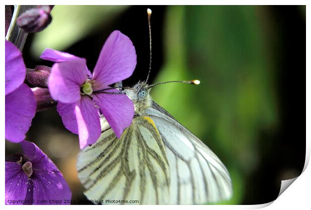 Green veined white Print by Colin Chipp