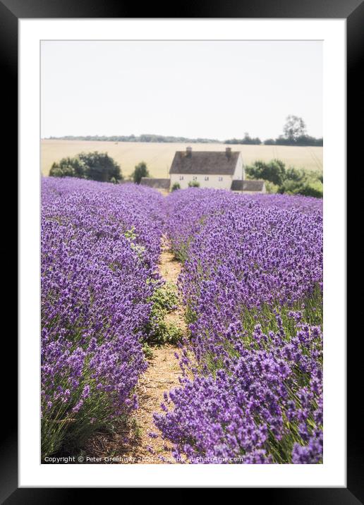 Rows Of Cotswolds Lavender At Snowshill, Glouceste Framed Mounted Print by Peter Greenway