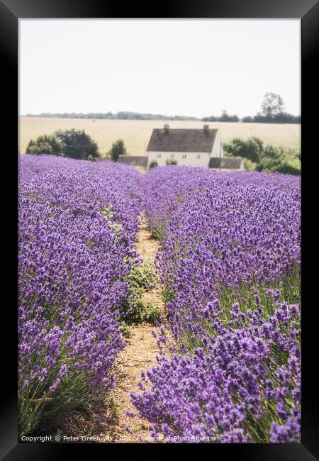 Rows Of Cotswolds Lavender At Snowshill, Glouceste Framed Print by Peter Greenway