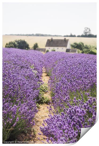 Rows Of Cotswolds Lavender At Snowshill, Glouceste Print by Peter Greenway