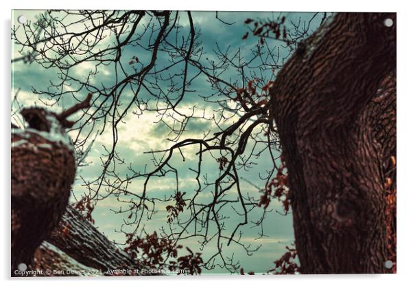The sky through the branches Acrylic by Ben Delves