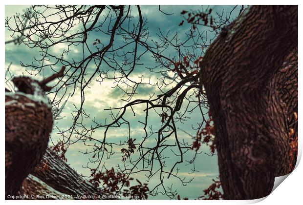 The sky through the branches Print by Ben Delves