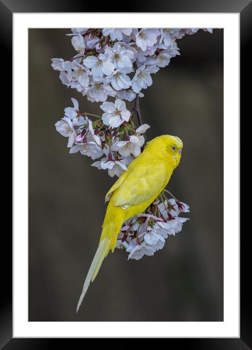 Yellow Canary on the Cherry blossom tree Framed Mounted Print by Mirko Kuzmanovic