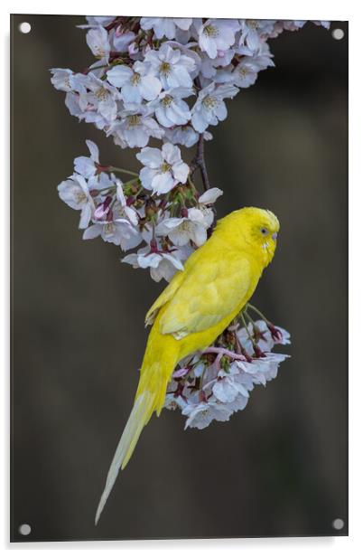 Yellow Canary on the Cherry blossom tree Acrylic by Mirko Kuzmanovic