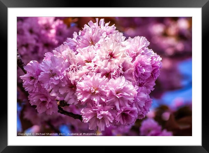 Pink Cherry Blossom Framed Mounted Print by Michael Shannon