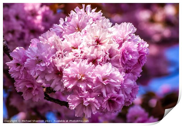 Pink Cherry Blossom Print by Michael Shannon