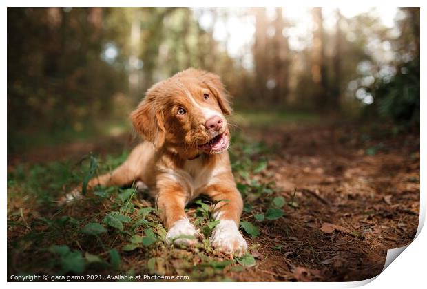 nova scotia duck tolling retriever Print by gara gamo