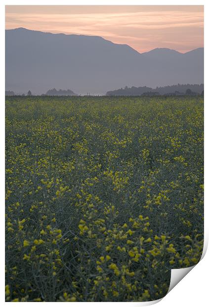 Rapeseed dawn Print by Ian Middleton