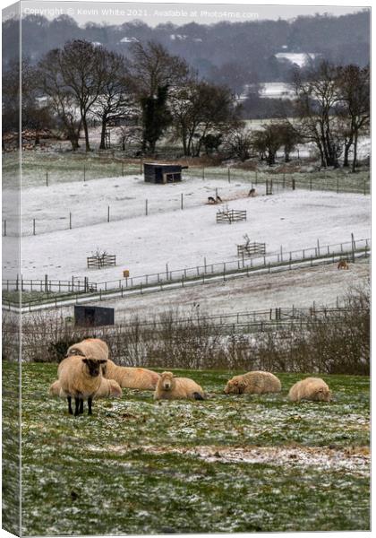 sheep at bocketts farm Canvas Print by Kevin White