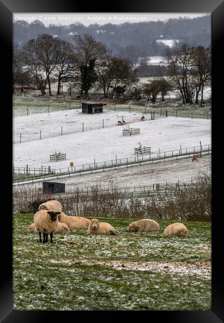 sheep at bocketts farm Framed Print by Kevin White