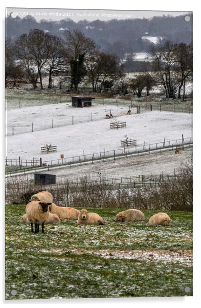sheep at bocketts farm Acrylic by Kevin White