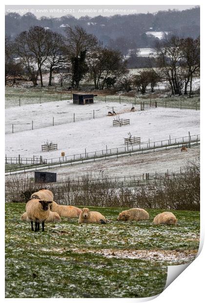 sheep at bocketts farm Print by Kevin White
