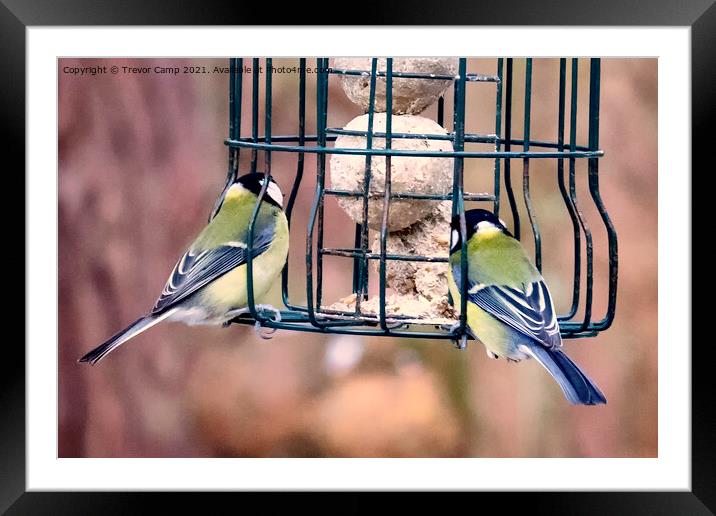 Great Tits feeding Framed Mounted Print by Trevor Camp