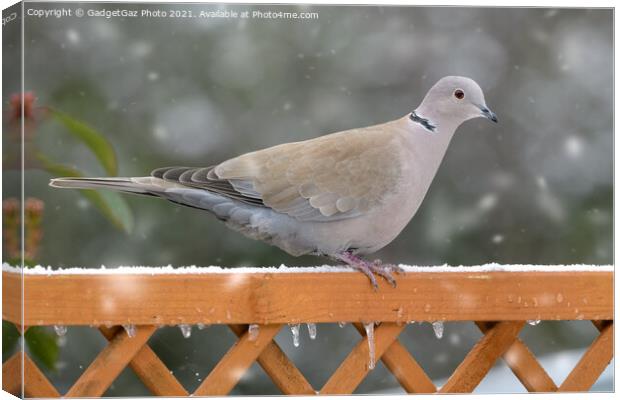 Collared Dove in the snow Canvas Print by GadgetGaz Photo