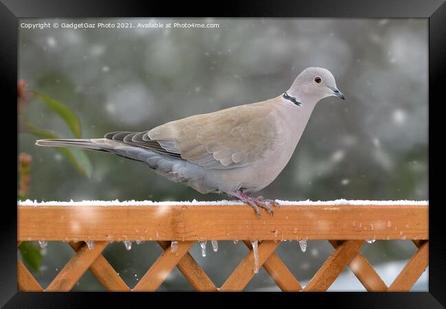 Collared Dove in the snow Framed Print by GadgetGaz Photo