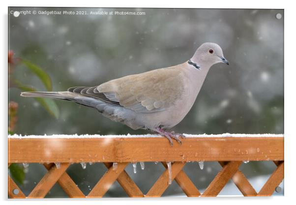 Collared Dove in the snow Acrylic by GadgetGaz Photo
