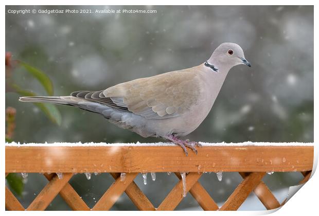 Collared Dove in the snow Print by GadgetGaz Photo