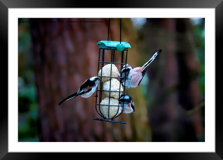 Long Tailed Tits feeding - 01 Framed Mounted Print by Trevor Camp