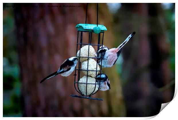 Long Tailed Tits feeding - 01 Print by Trevor Camp