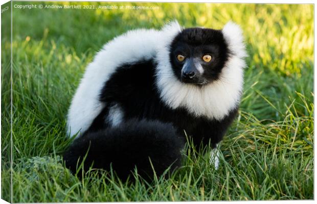 Black and White Ruffed Lemur Canvas Print by Andrew Bartlett