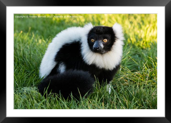 Black and White Ruffed Lemur Framed Mounted Print by Andrew Bartlett