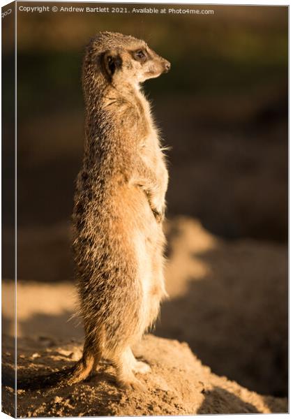 A Meerkat stands guard in the afternoon sun Canvas Print by Andrew Bartlett