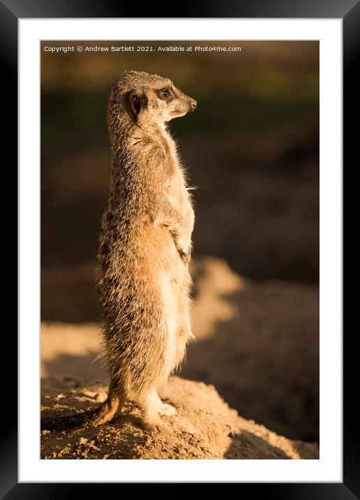 A Meerkat stands guard in the afternoon sun Framed Mounted Print by Andrew Bartlett