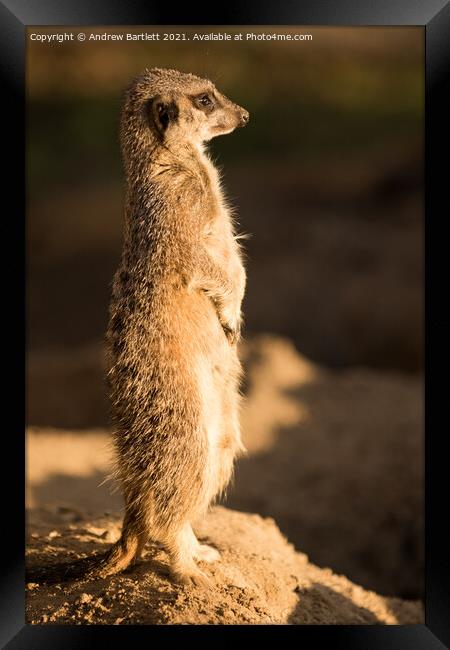A Meerkat stands guard in the afternoon sun Framed Print by Andrew Bartlett
