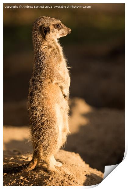 A Meerkat stands guard in the afternoon sun Print by Andrew Bartlett